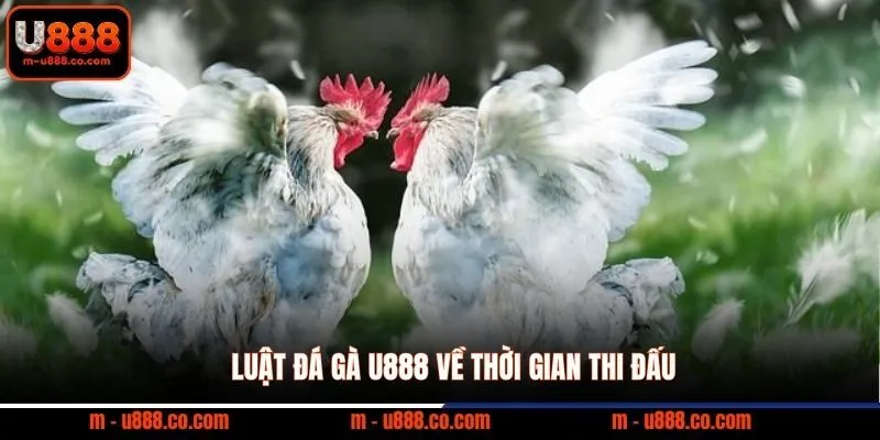 Luật Đá Gà U888 – Quy Tắc Và Cách Đọc Kèo Chuẩn 2 Luật đá gà U888 về thời gian thi đấu