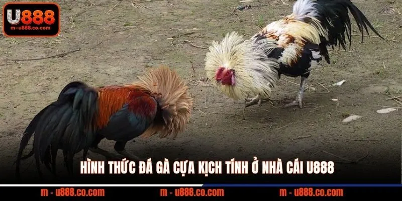 Luật Đá Gà U888 – Quy Tắc Và Cách Đọc Kèo Chuẩn 3 Hình thức đá gà cựa kịch tính ở nhà cái U888