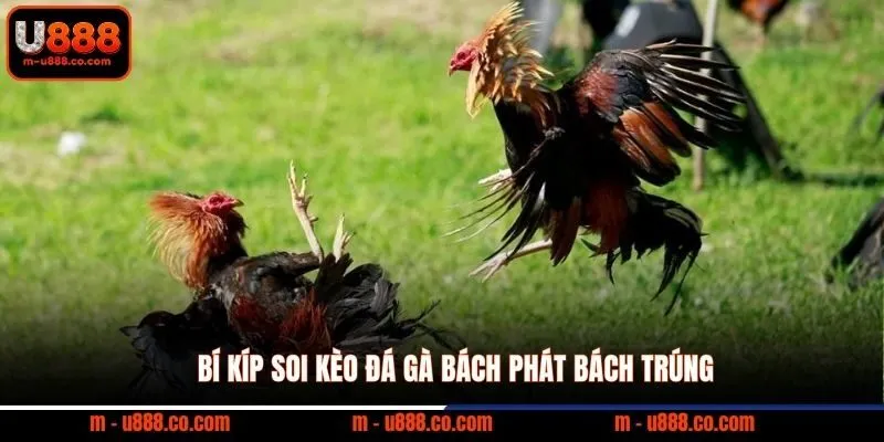 Luật Đá Gà U888 – Quy Tắc Và Cách Đọc Kèo Chuẩn 4 Bí kíp soi kèo đá gà bách phát bách trúng