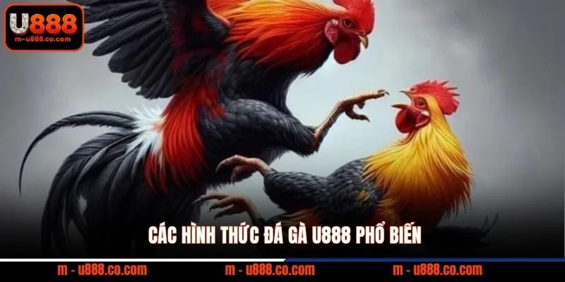 Đá Gà U888 – Thể Thao Trực Tuyến Đẳng Cấp 1 Các hình thức đá gà U888 phổ biến