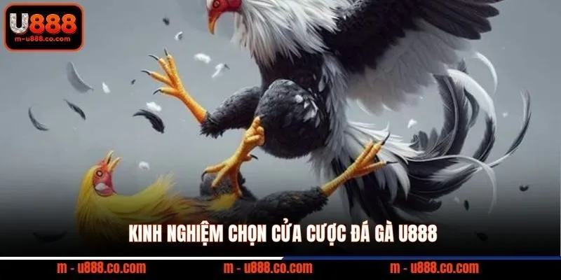 Đá Gà U888 – Thể Thao Trực Tuyến Đẳng Cấp 2 Kinh nghiệm chọn cửa cược đá gà U888