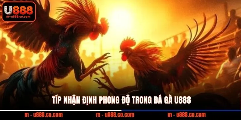 Đá Gà U888 – Thể Thao Trực Tuyến Đẳng Cấp 3 Típ nhận định phong độ trong đá gà U888